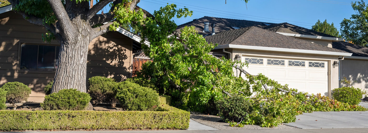 Syner Tree About Us - Snyder Tree Service