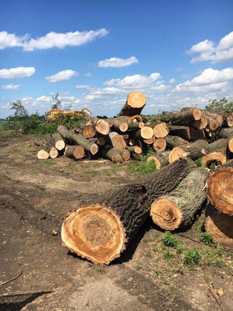 Cut logs at a A Snyder Logging & Tree Service work site