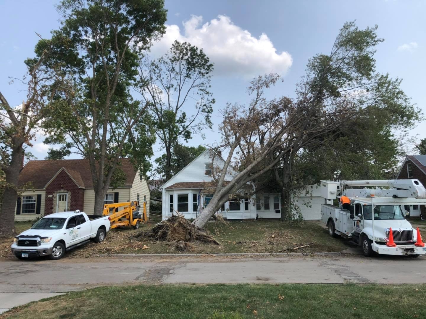 Syner Tree Dead Trees: Why Waiting to Remove Them Is a Risk - Snyder Logging